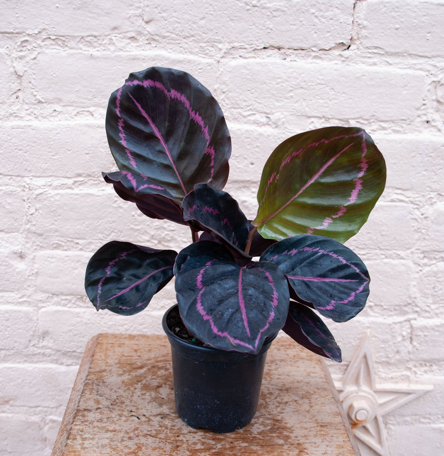 Calathea roseopicta