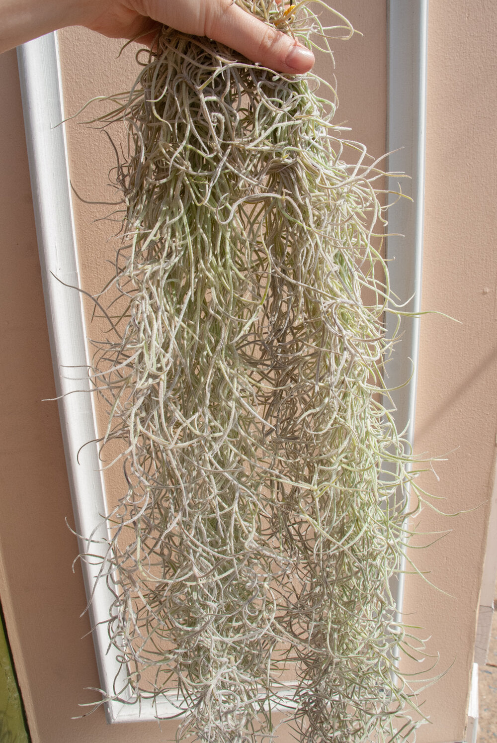 Spanish Moss 'Tillandsia usneoides'