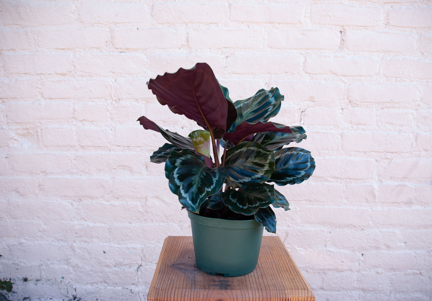 Goeppertia veitchiana 'Medallion Calathea'