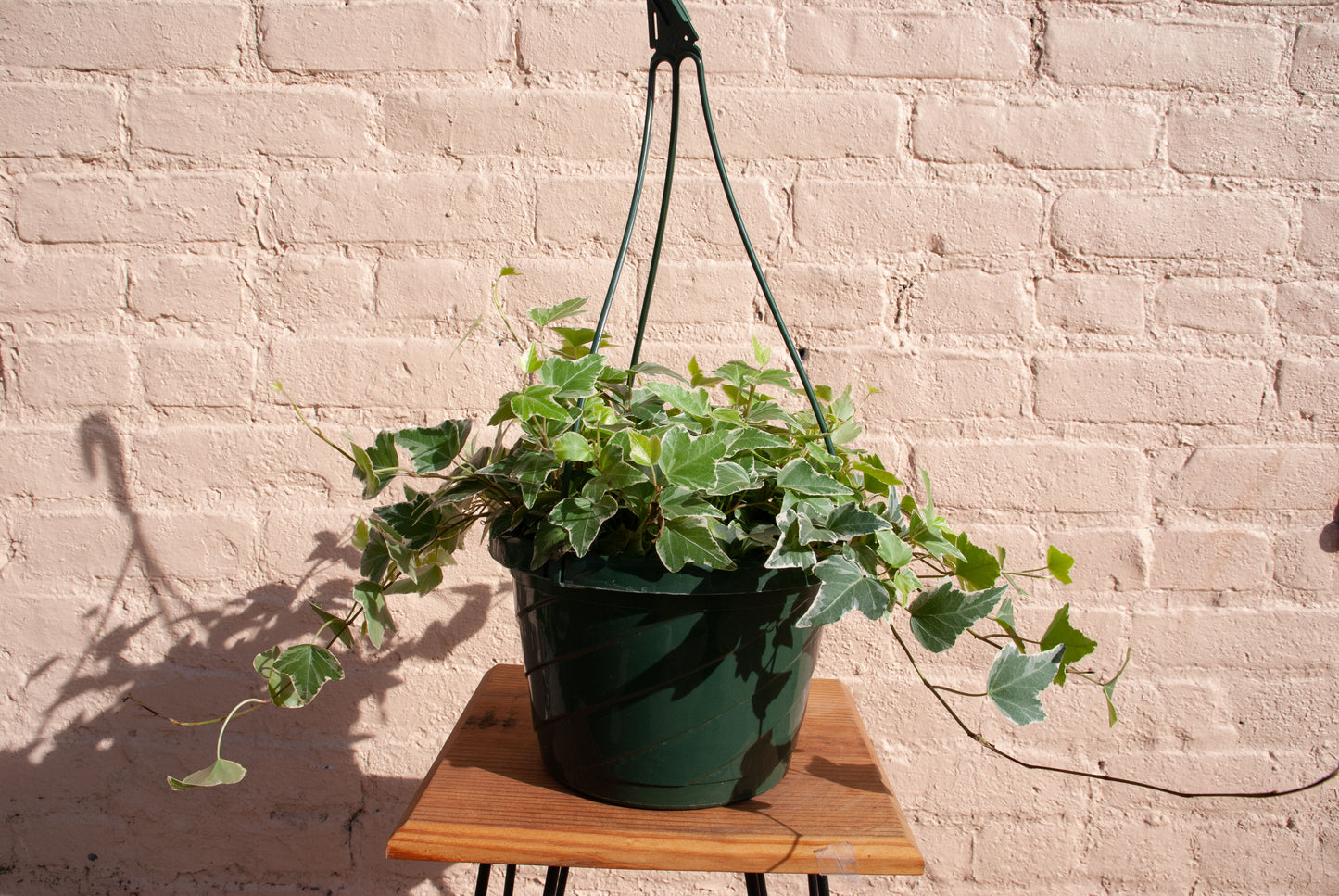 Hedera Helix Ivy