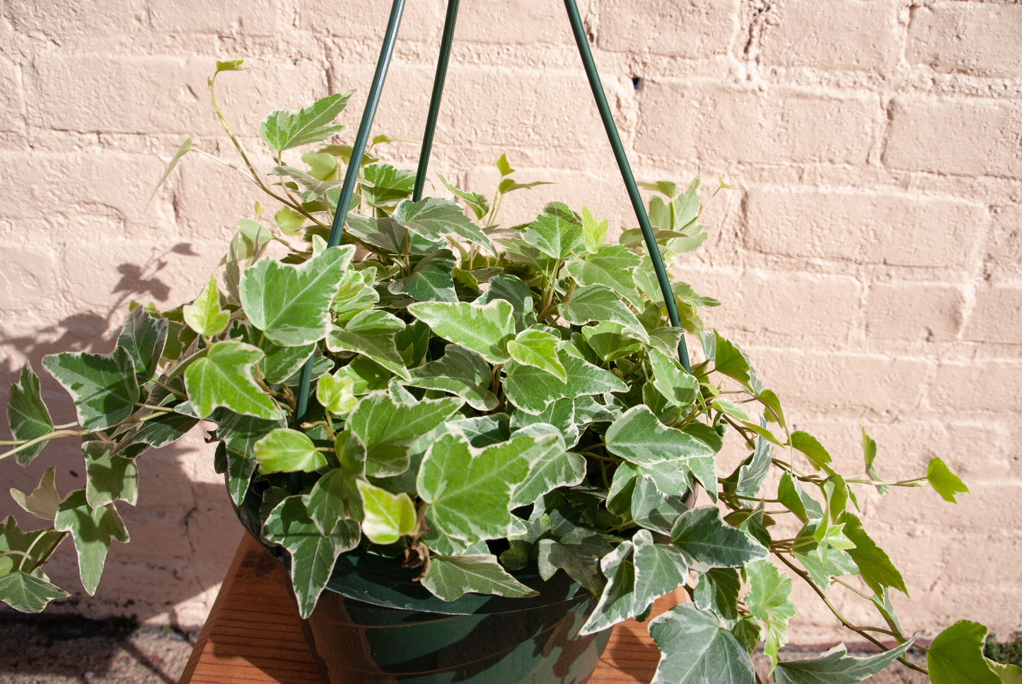 Hedera Helix Ivy