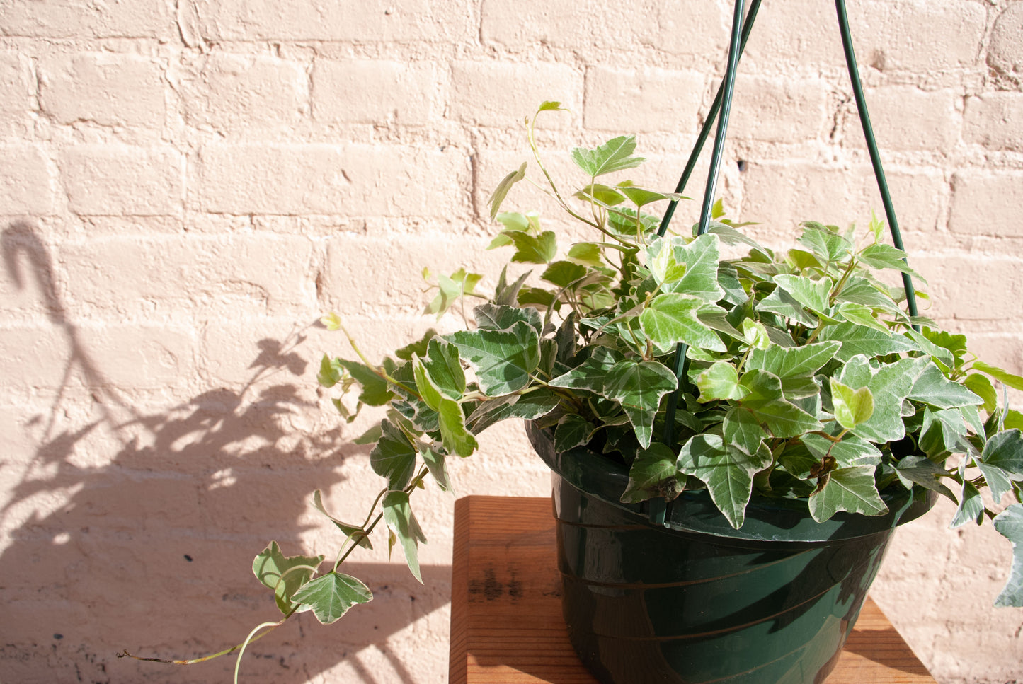 Hedera Helix Ivy