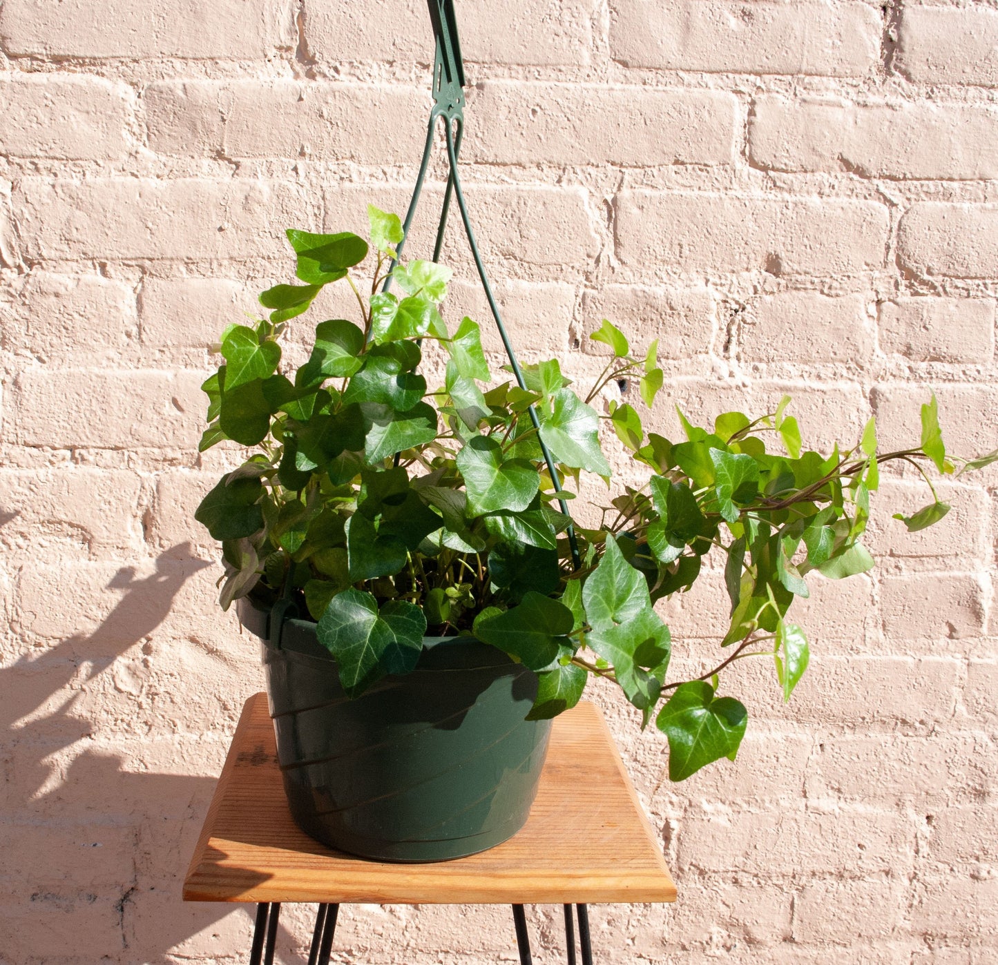 Hedera Helix Ivy