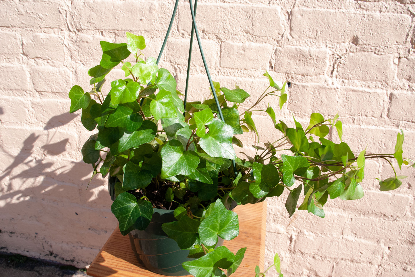 Hedera Helix Ivy