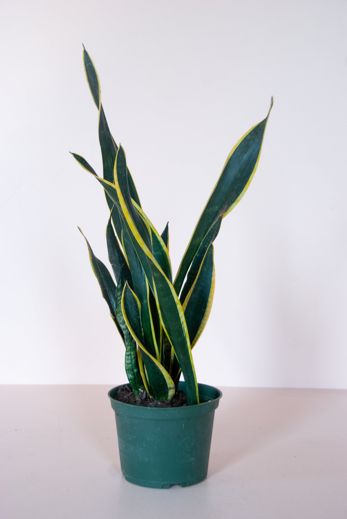 Sansevieria trifasciata Black Coral