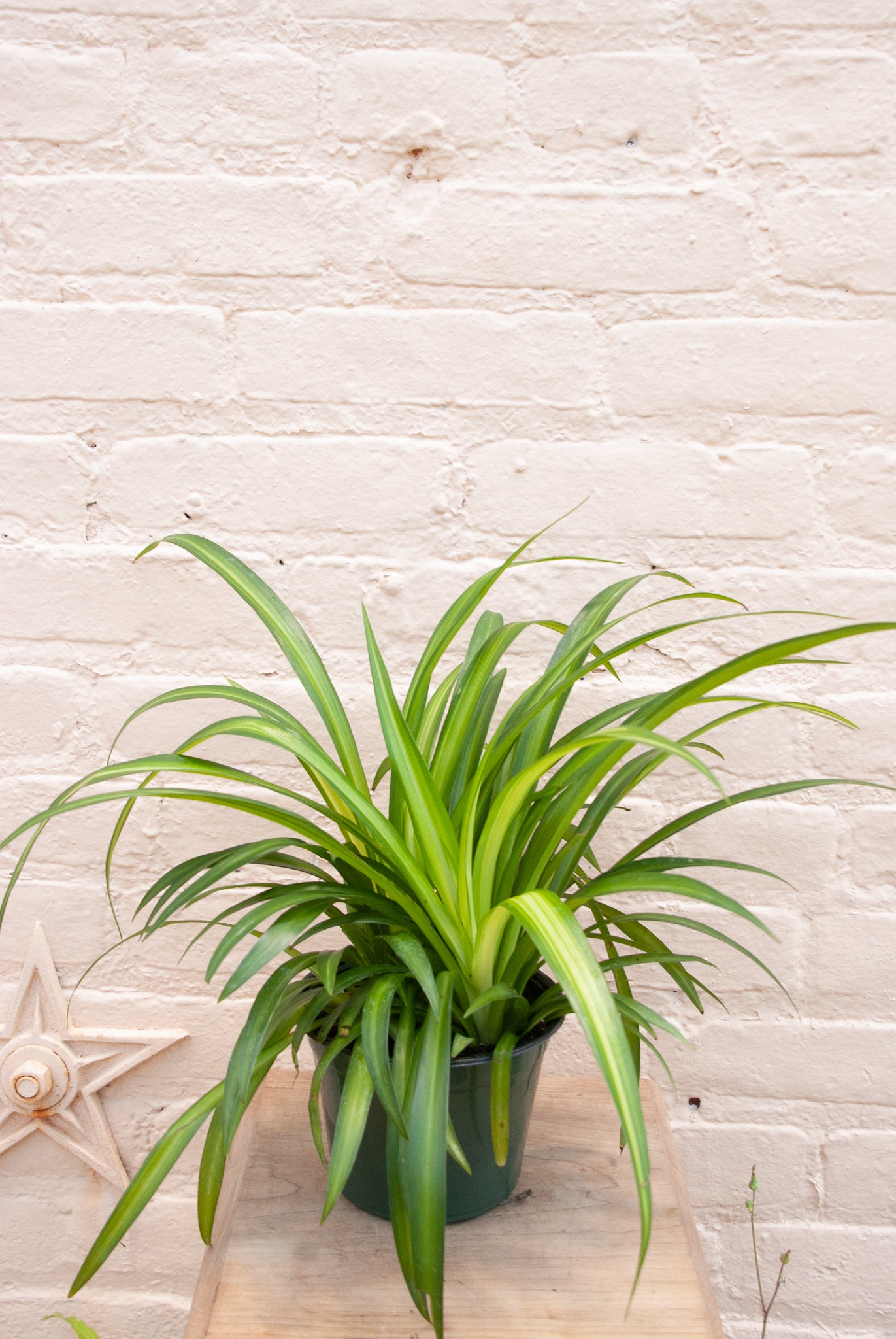 Chlorophytum comosum 'Spider Plant'