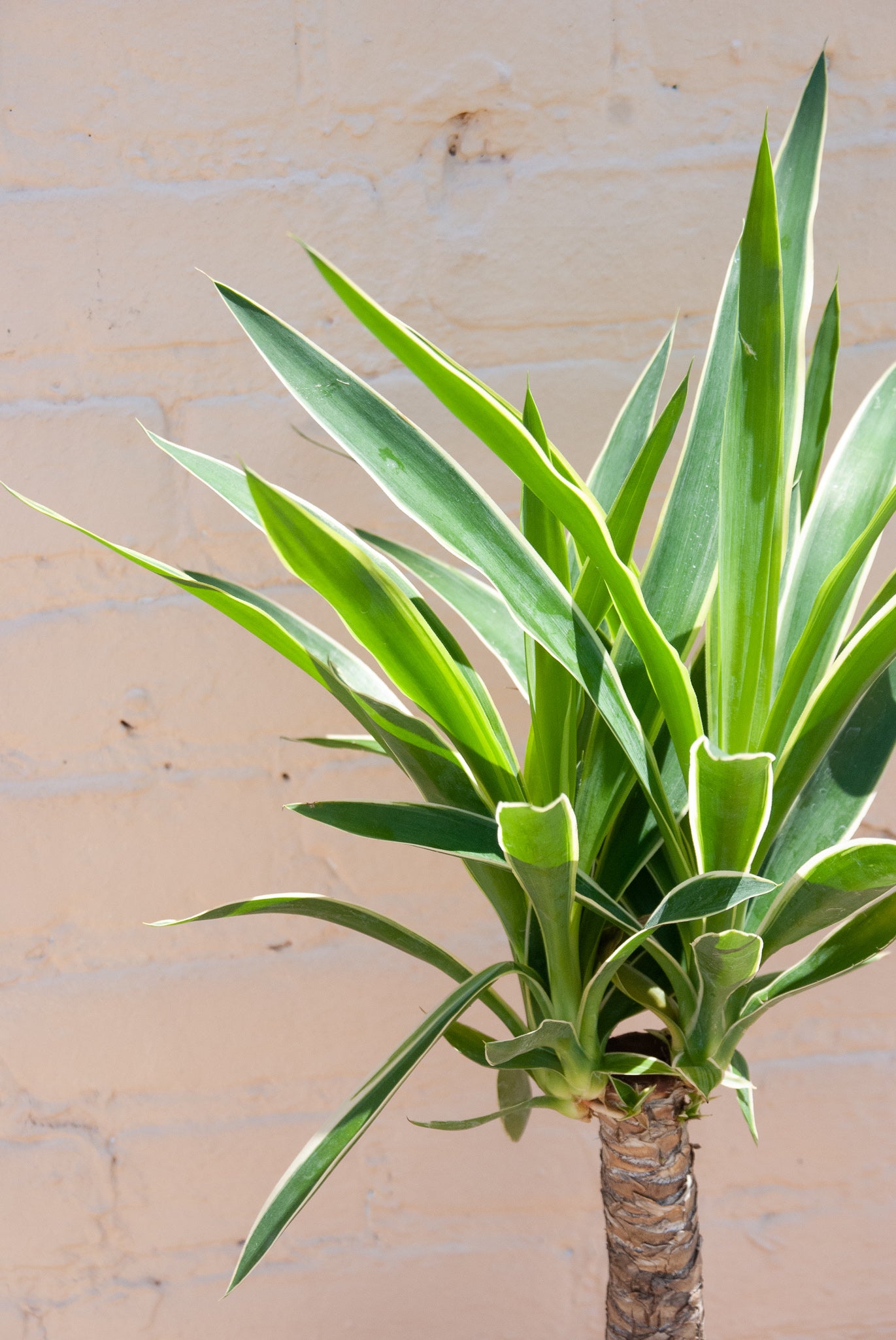 Yucca gigantea 'Yucca Cane'