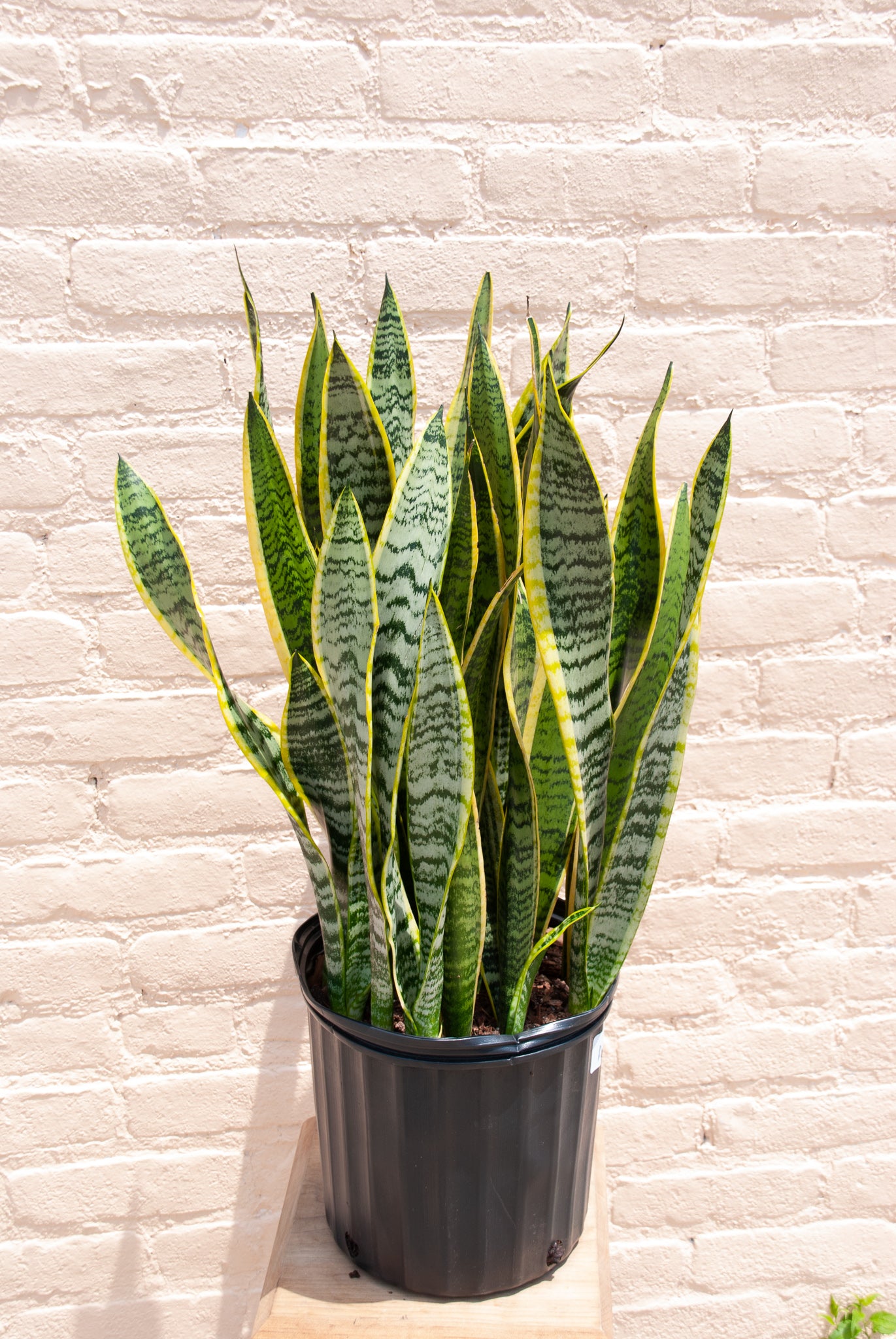 sansevieria laurentii kaufen XL Sansevieria trifasciata 'Laurentii' 3-4' tall – B.Willow