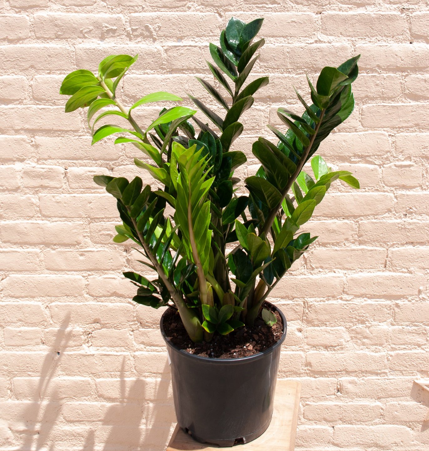 Zamioculcas zamiifolia 'ZZ plant'