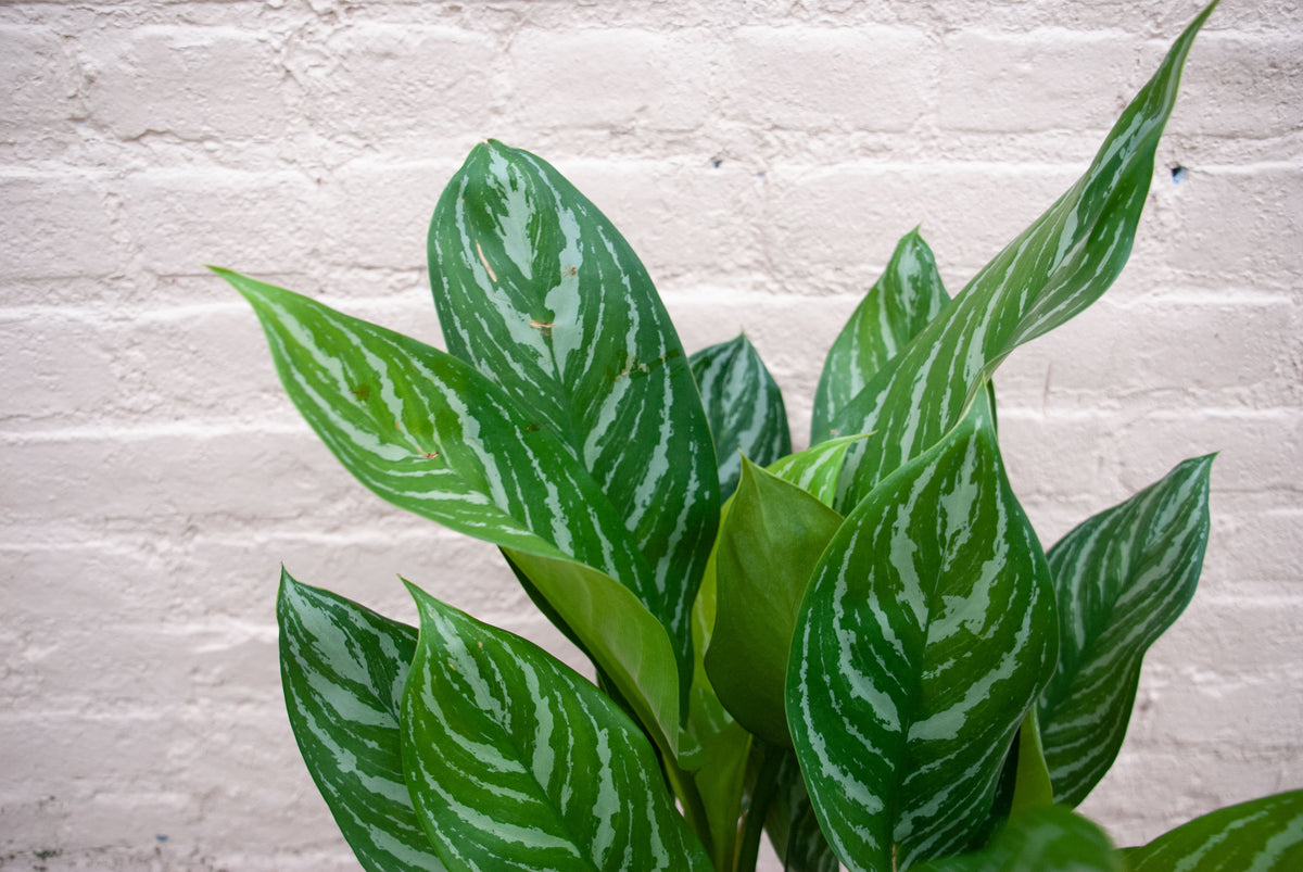 Aglaonema 'Stripes'