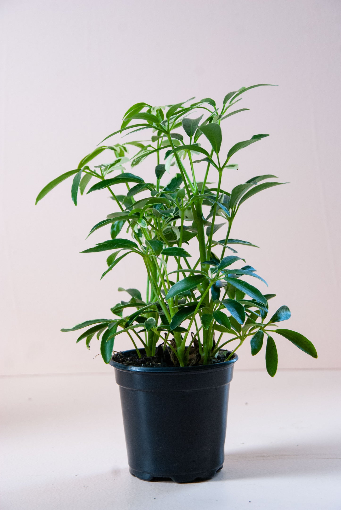 Schefflera arboricola 'Luseane'