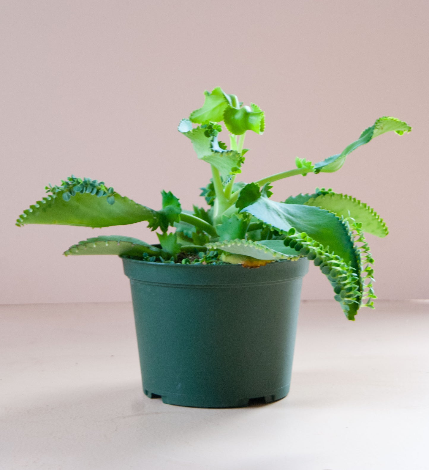 Kalanchoe daigremontiana 'Mother-Of-Thousands'