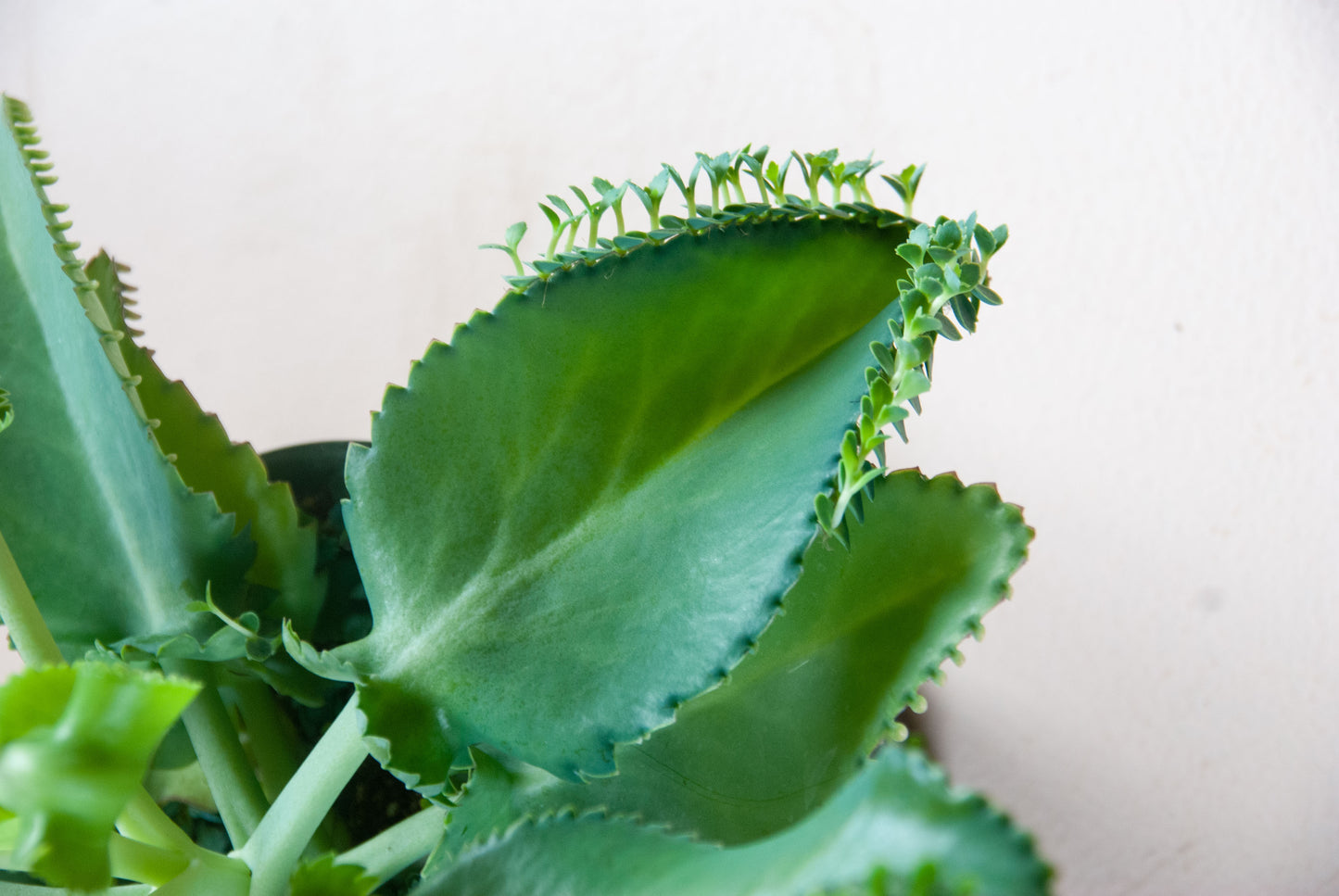 Kalanchoe daigremontiana 'Mother-Of-Thousands'