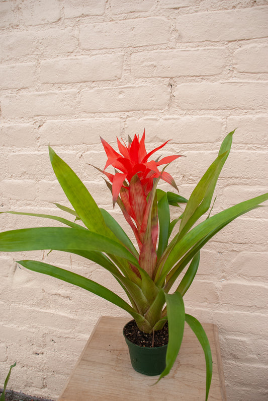 Guzmania Bromeliad