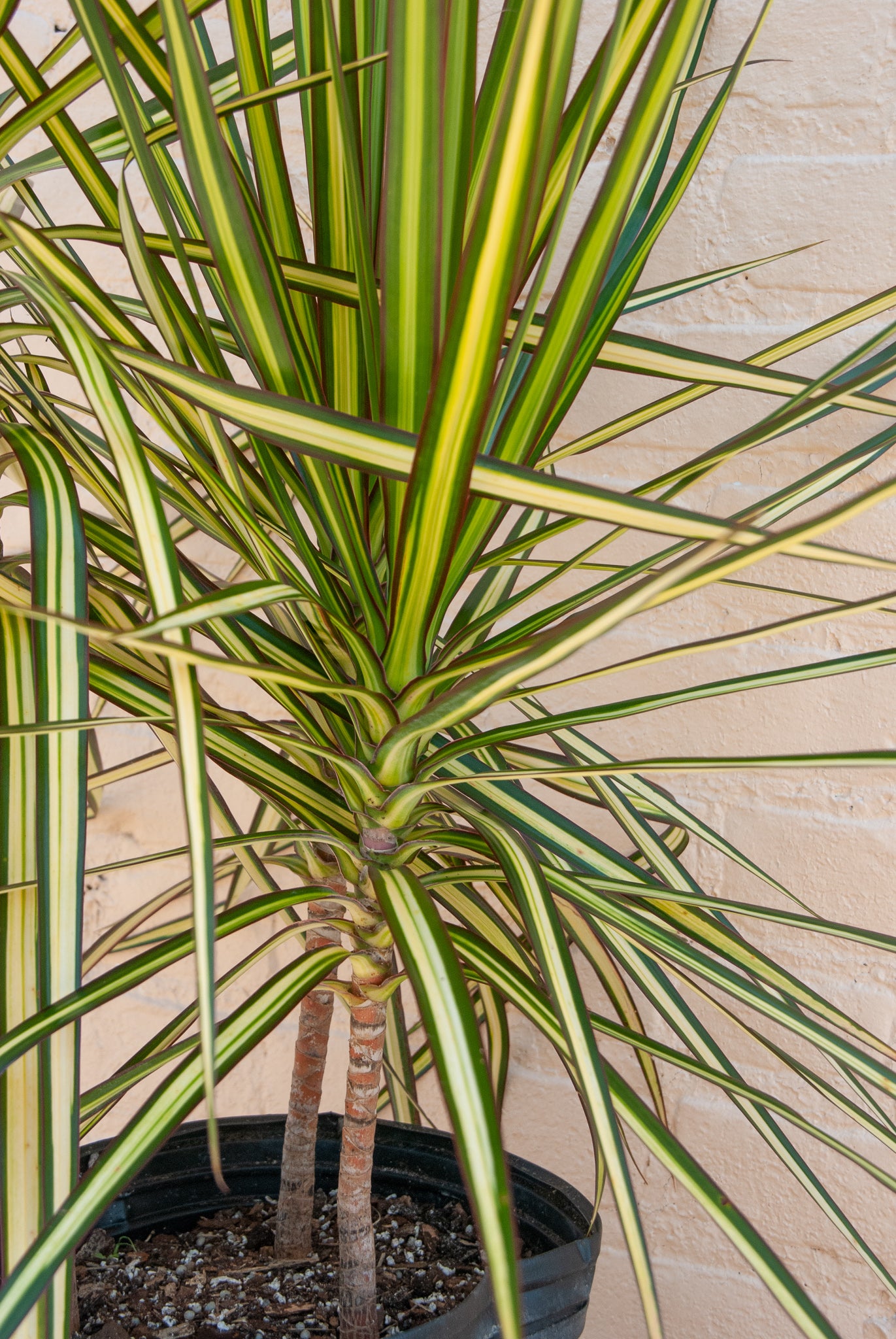 Dracaena 'Ray of Sunshine'