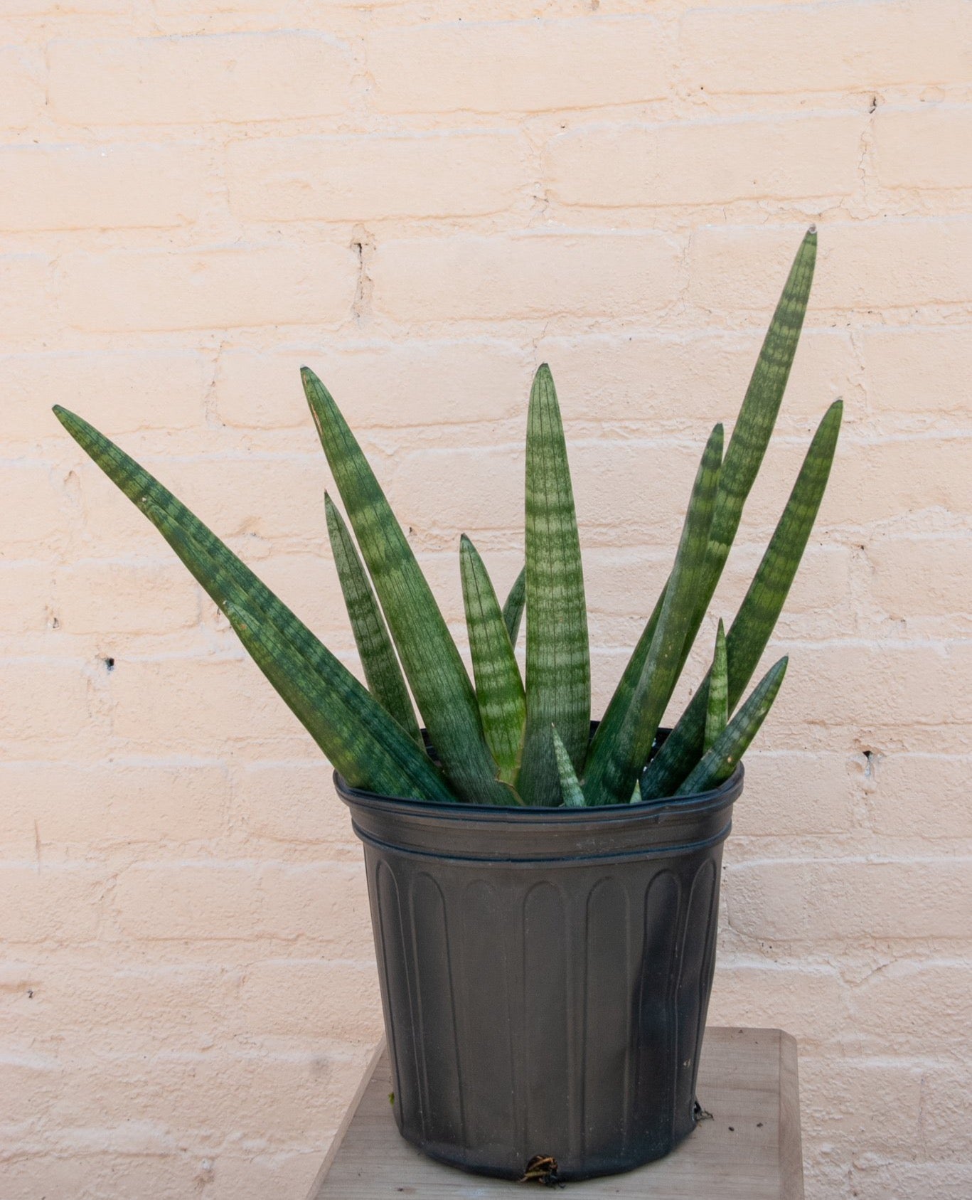 Sansevieria 'Starfish'