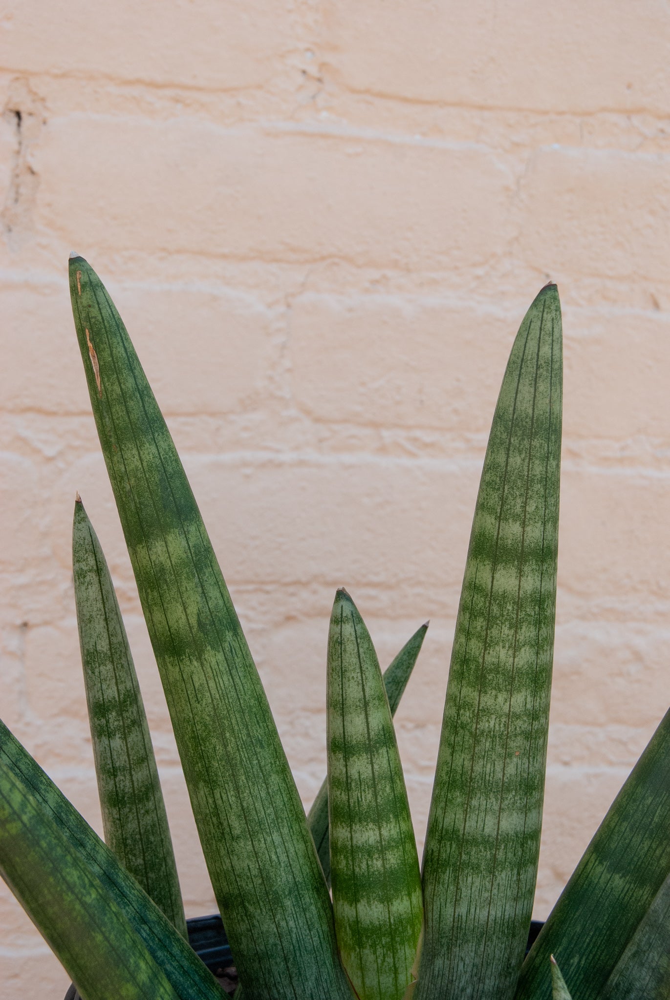 Sansevieria 'Starfish'