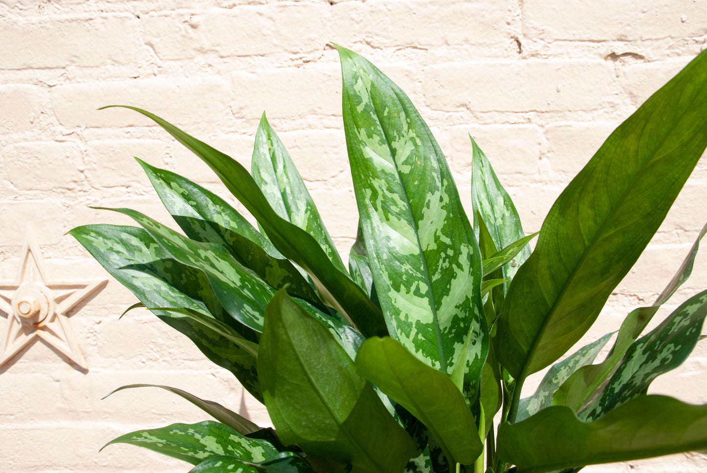Aglaonema 'Emerald Beauty'