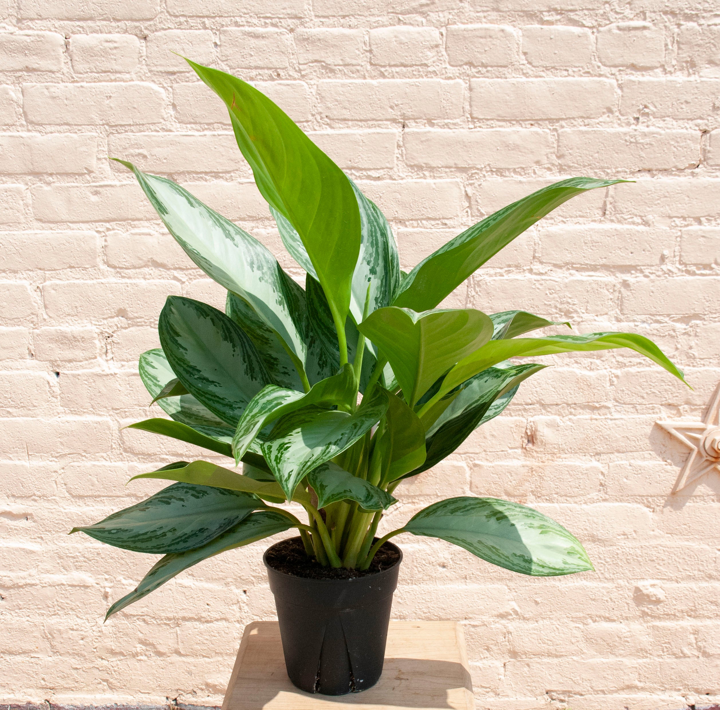 aglaonema leca Aglaonema Silver Bay 'Chinese Evergreen' – B.Willow