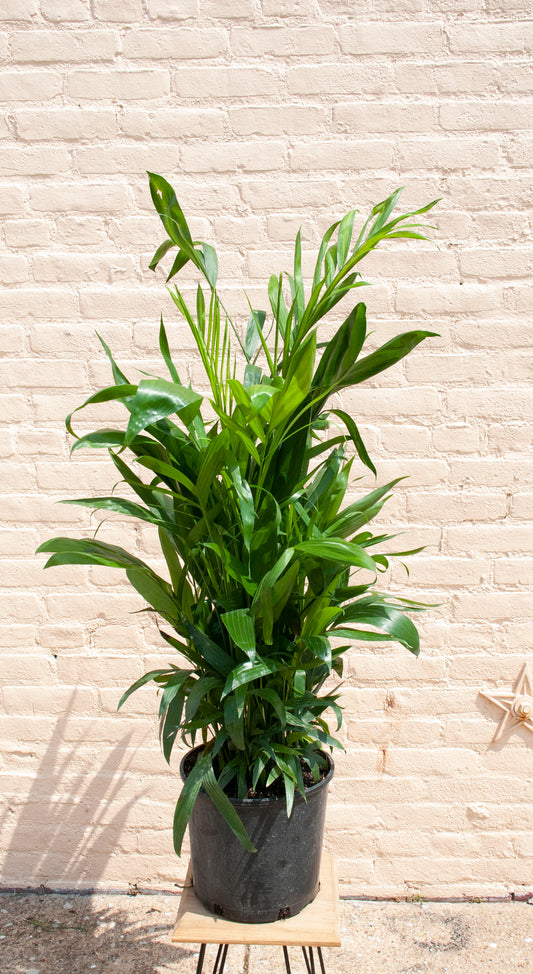 XL Chamaedora seifrizzi 'Bamboo Palm' 6-7', 14" pot