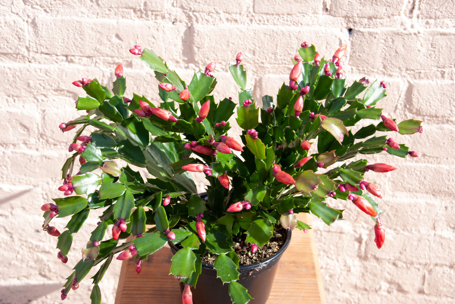 Zygocactus 'Holiday Cactus'