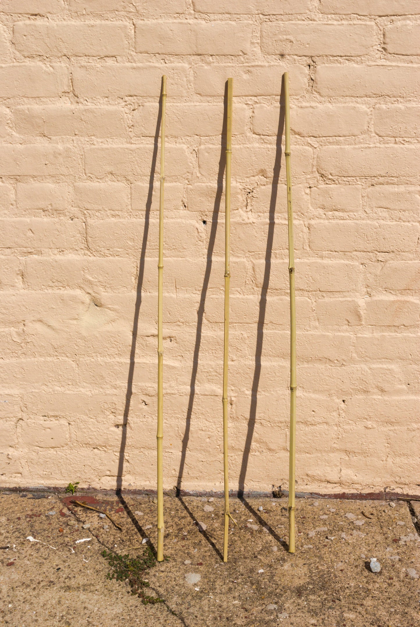 Bamboo Stakes