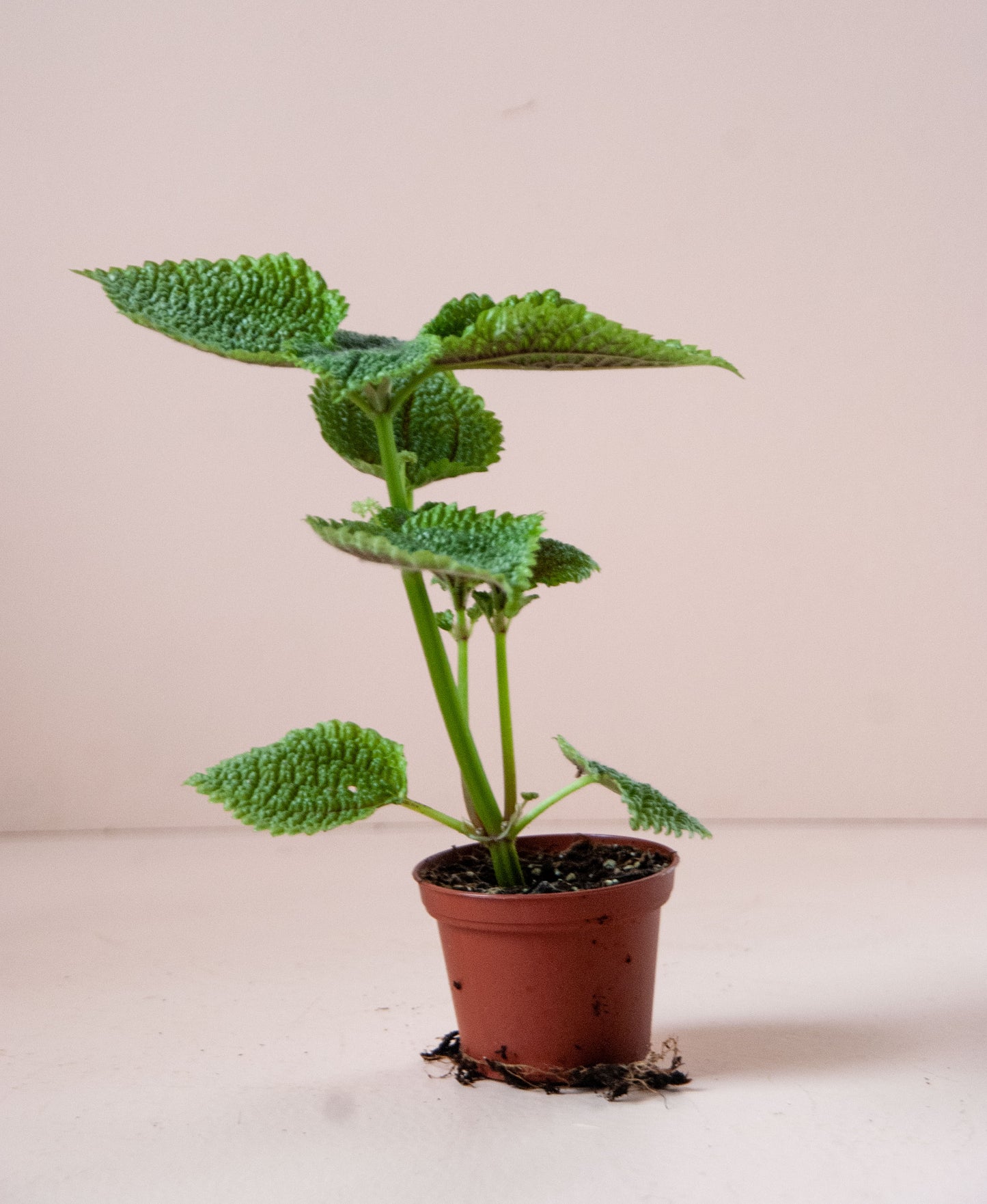 Pilea 'Moon Valley'