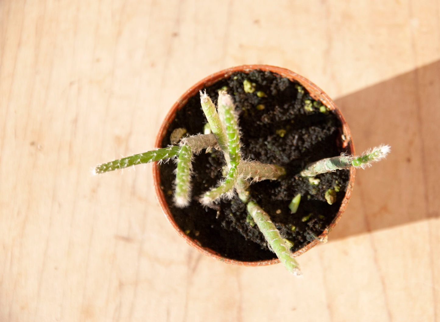 Rhipsalis