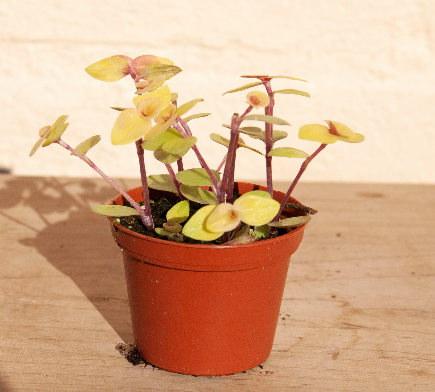 Callisia repens 'Pink Lady/Turtle Vine'
