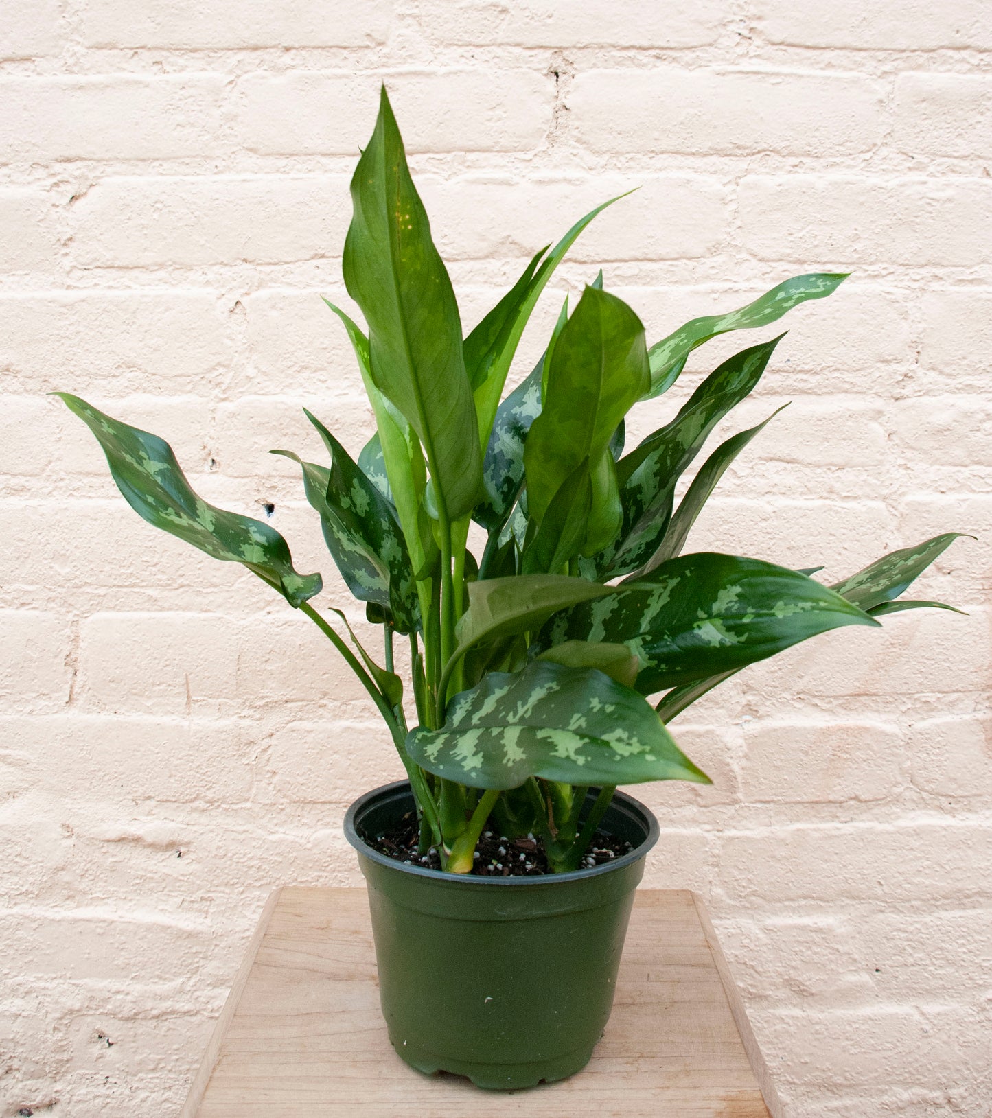 Aglaonema 'Emerald Beauty'