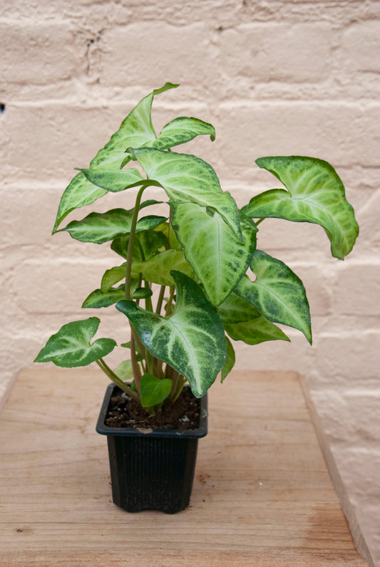 Syngonium podophyllum 'Nephthytis'