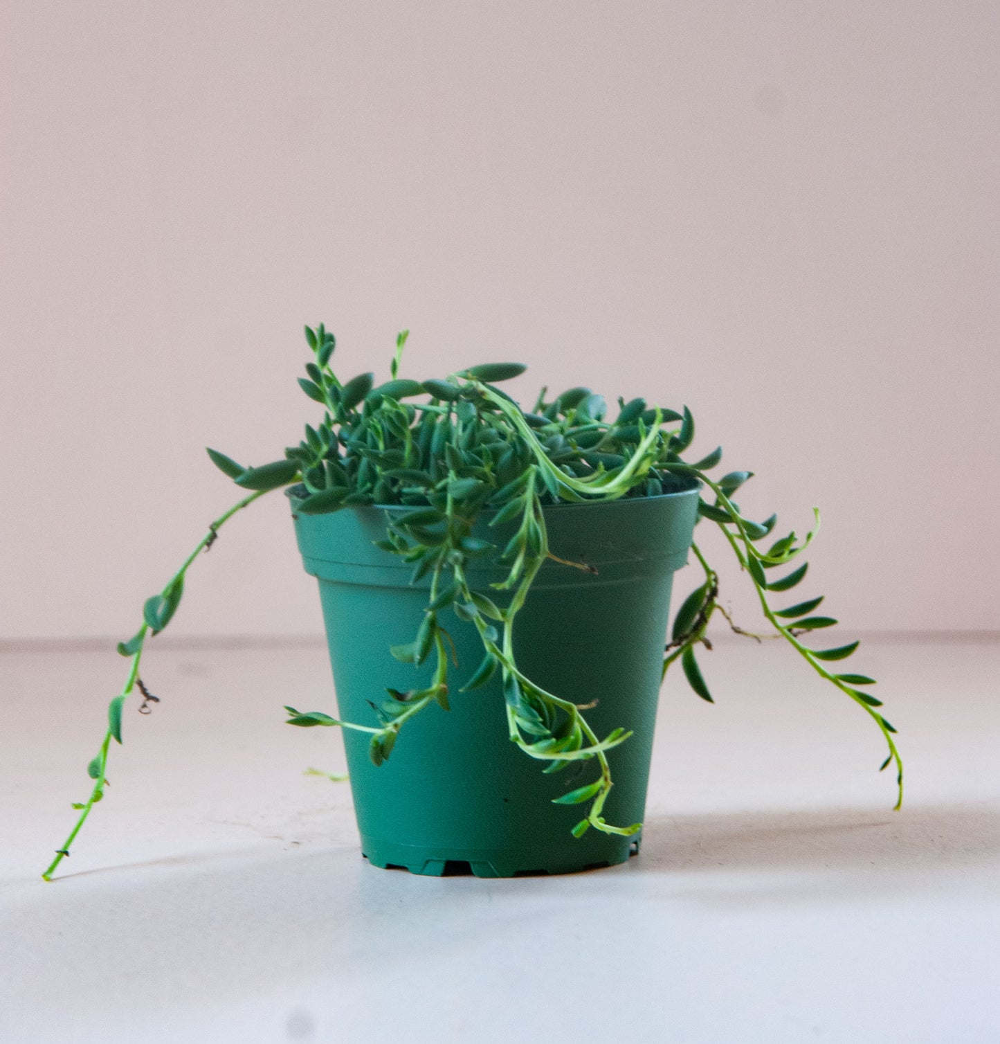 Senecio radicans 'String of Bananas'