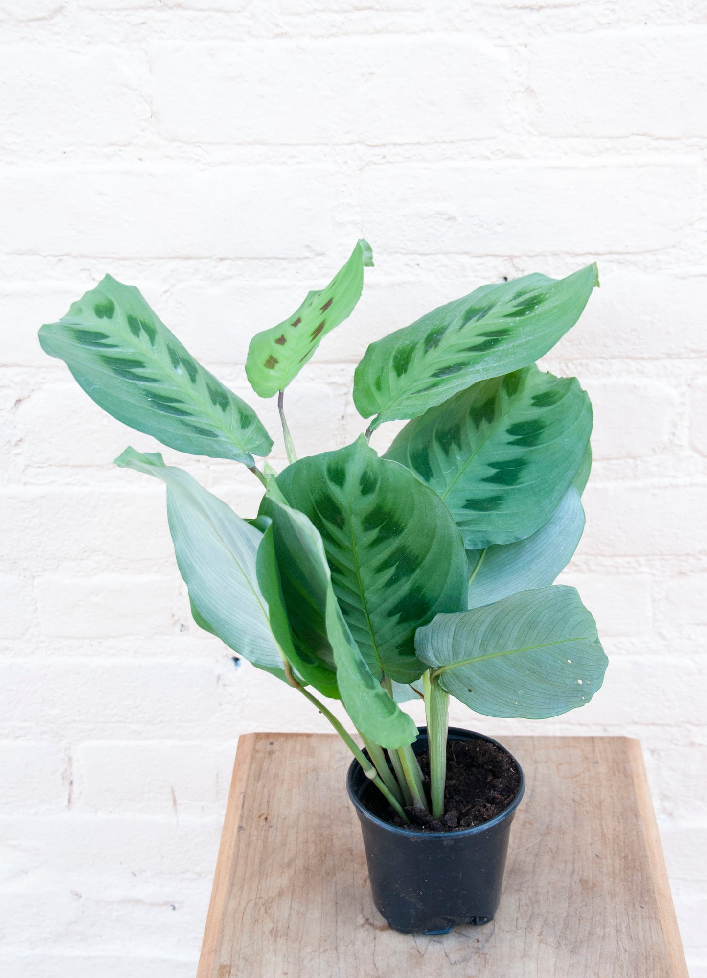 Maranta leuconeura 'Green Prayer plant'