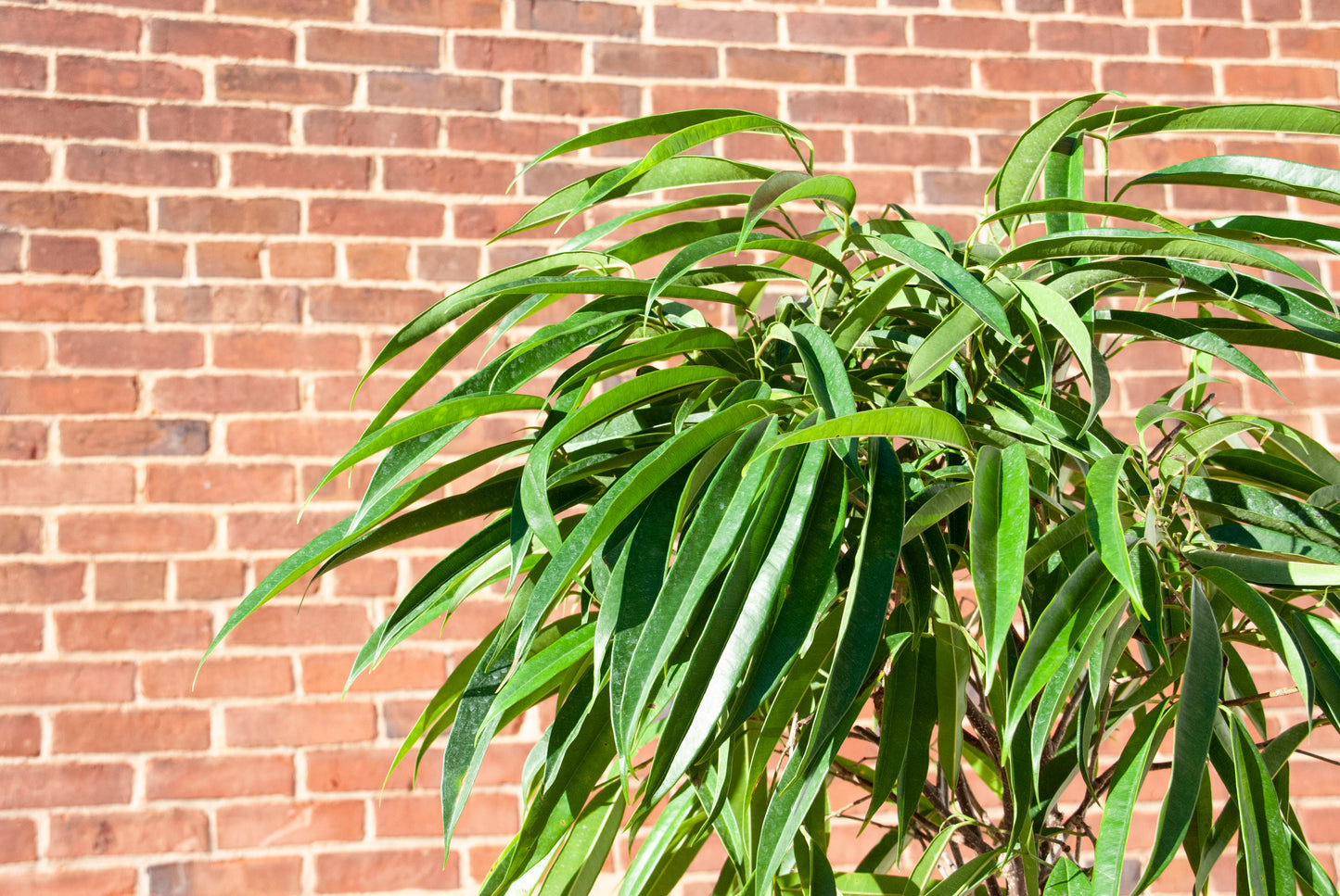 Ficus 'Alli'