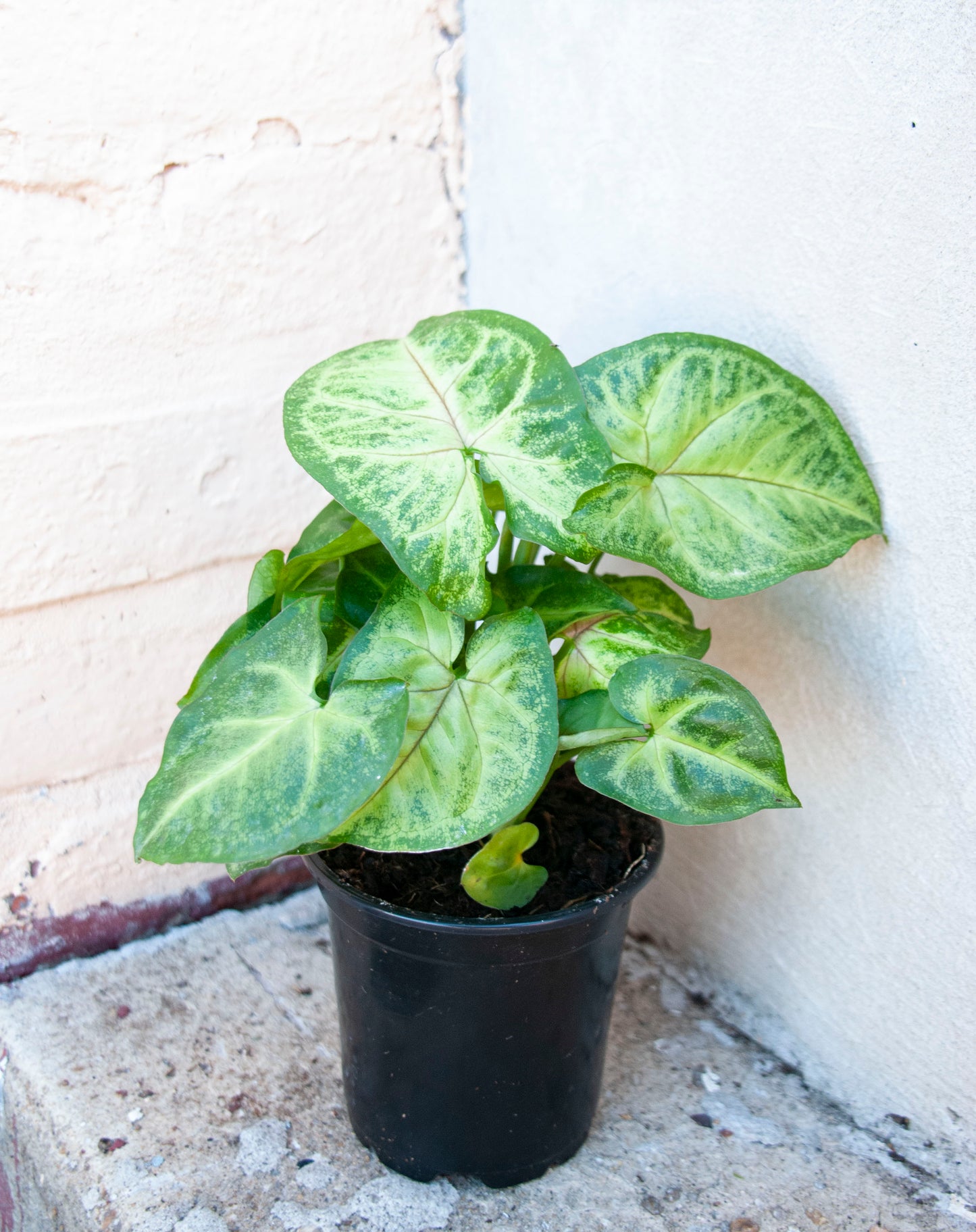 Syngonium podophyllum 'Nephthytis'