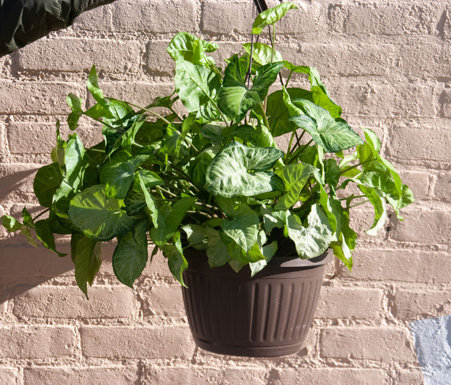 Syngonium podophyllum 'Nephthytis'