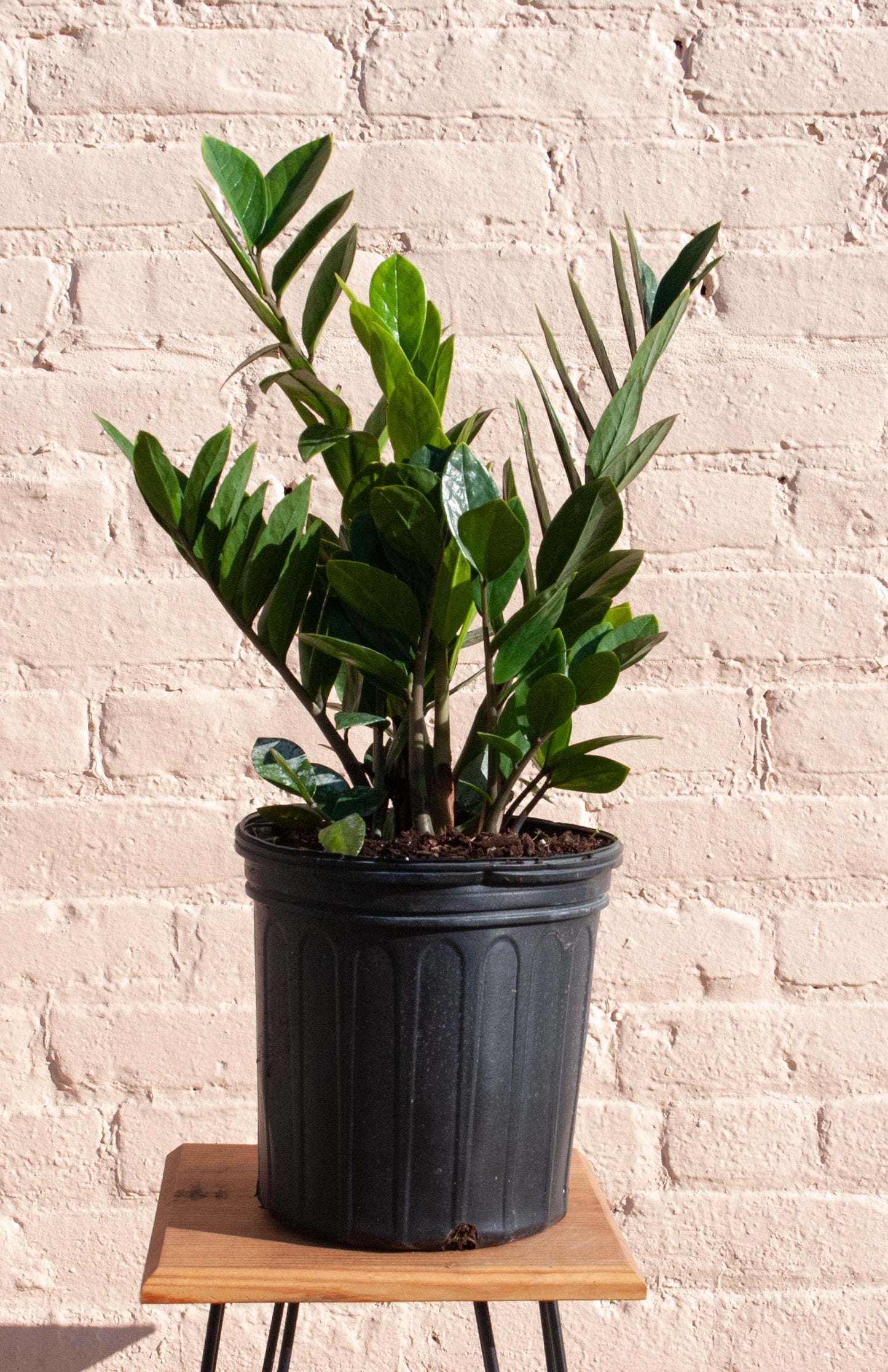 Zamioculcas zamiifolia 'ZZ plant'