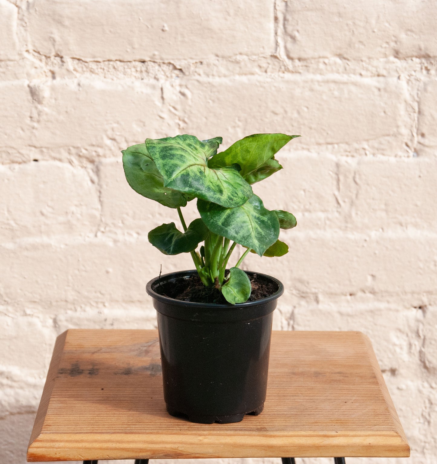 Syngonium podophyllum 'Nephthytis'
