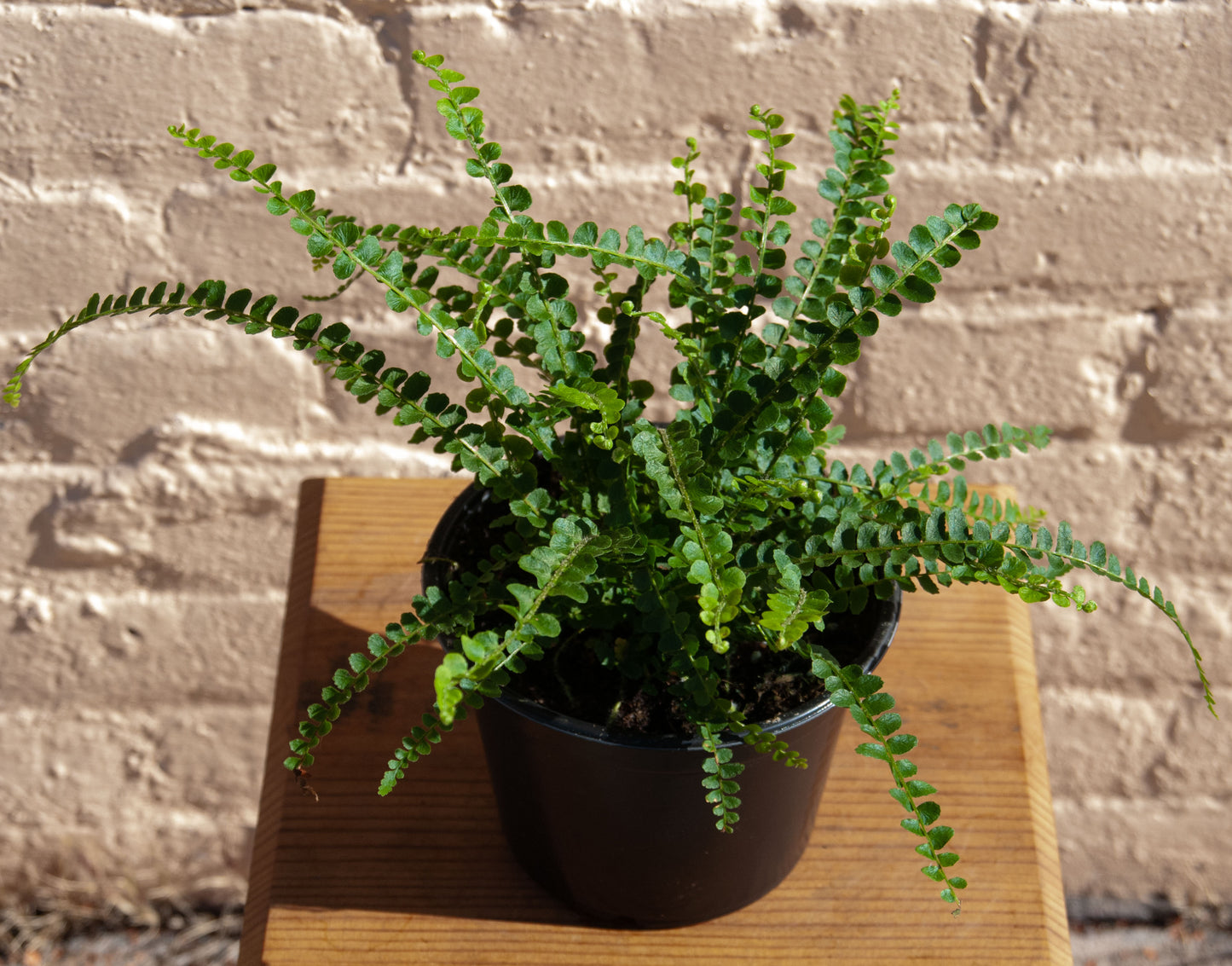 Button Fern