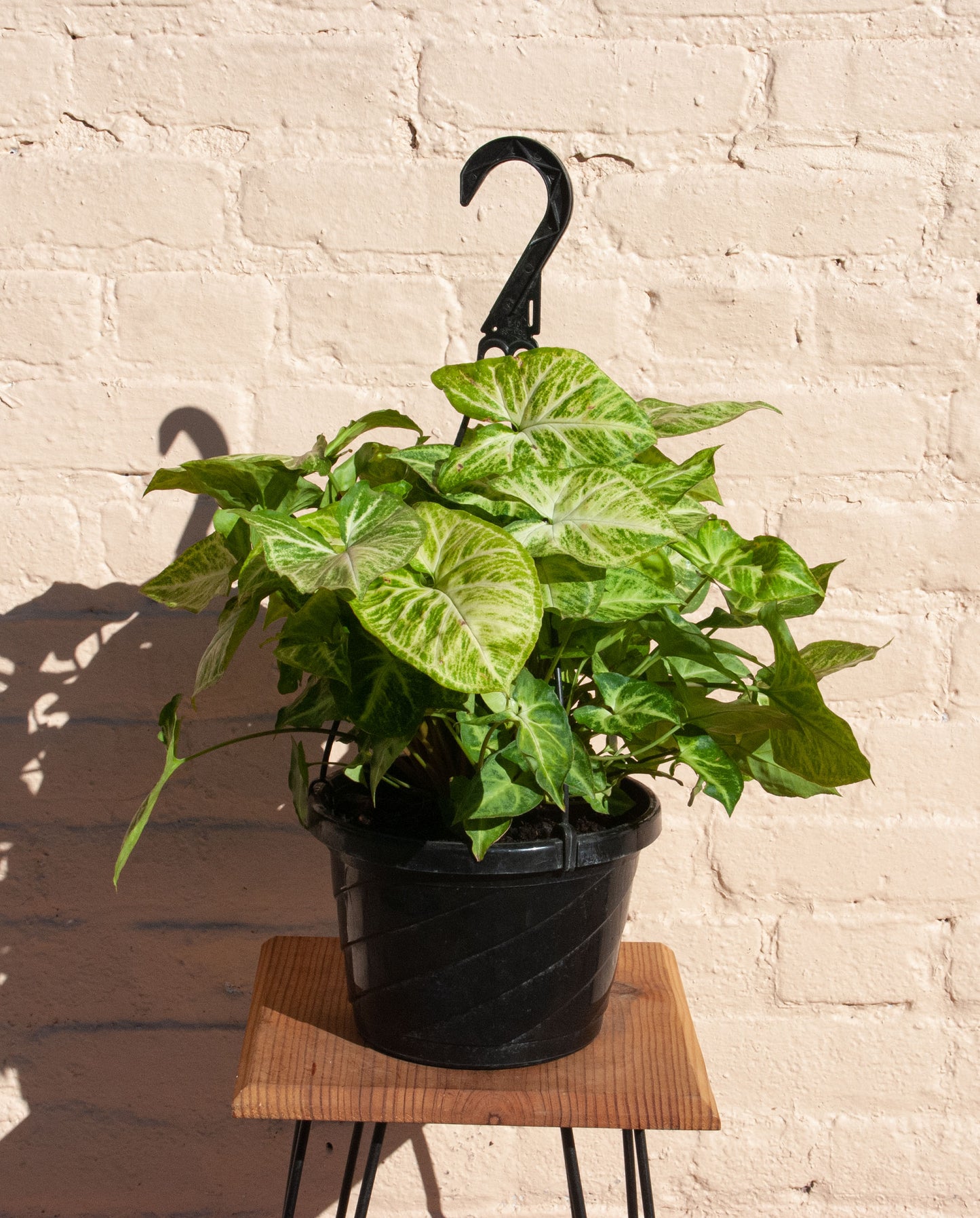 Syngonium podophyllum 'Nephthytis'