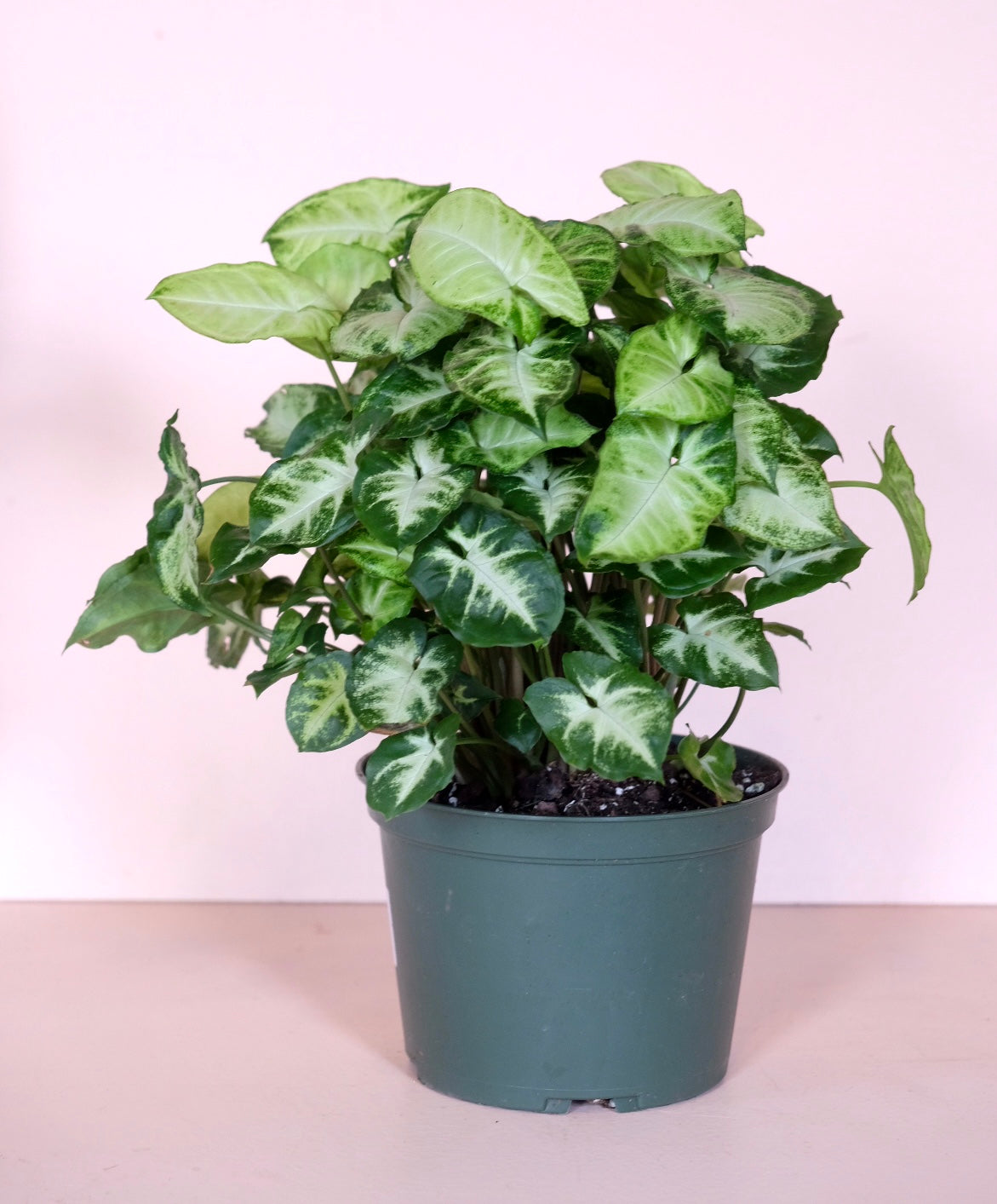 Syngonium podophyllum 'Nephthytis'