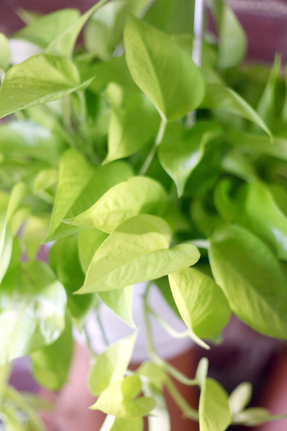 Epipremnum aureum 'Neon Pothos'