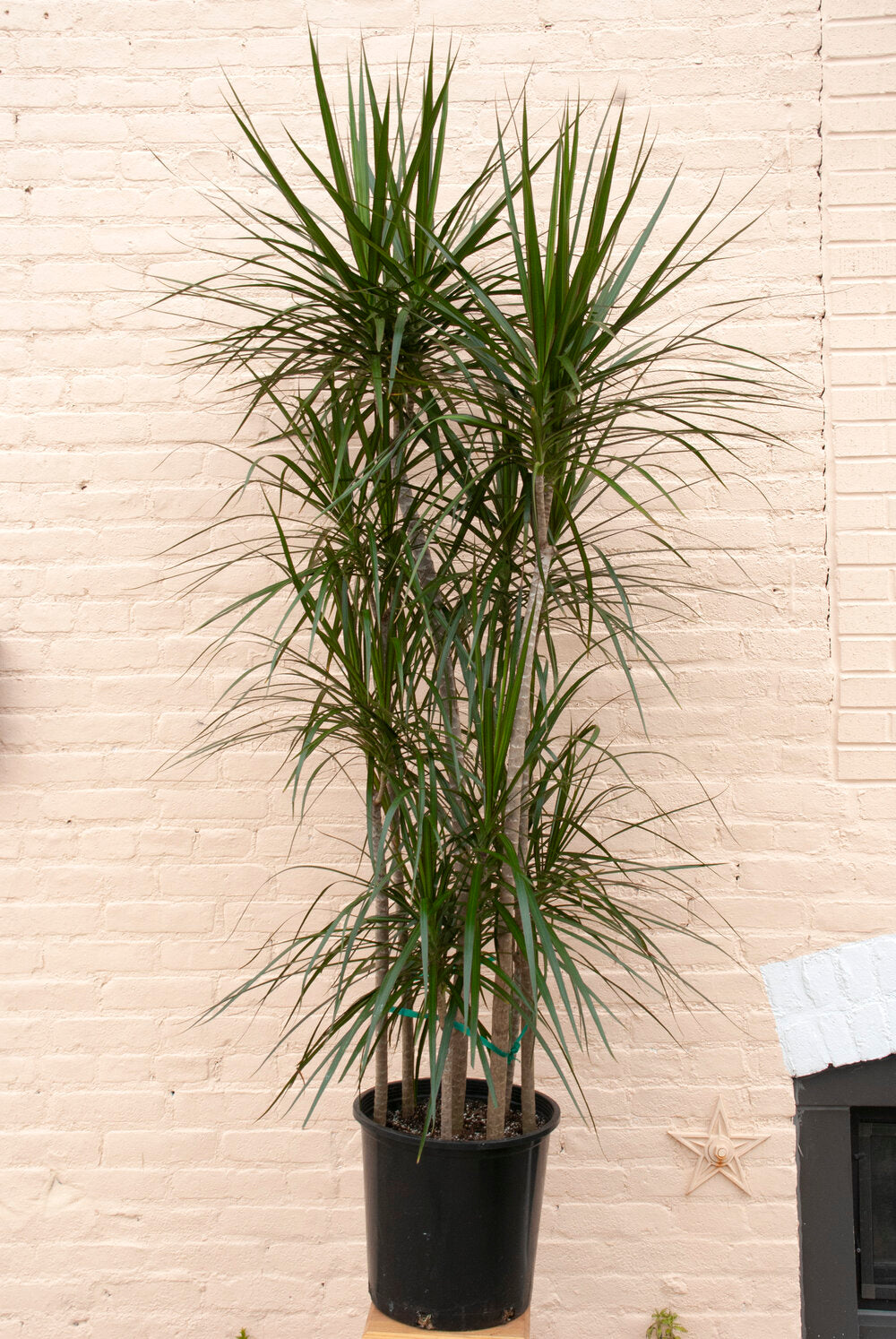 dracaena marginata direct sunlight XL Dracaena angustifolia 'Dracaena Marginata', 6-7' tall, 14" pot