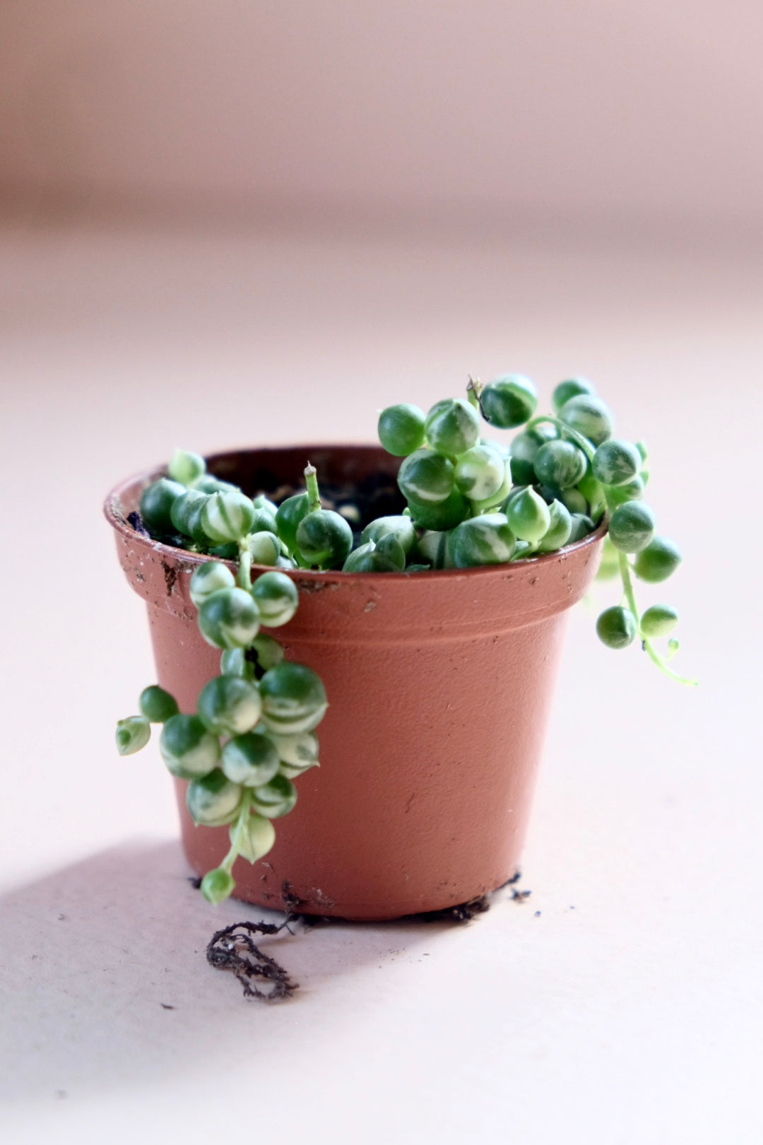 Curio rowleyanus 'String of Pearls'-Variegated