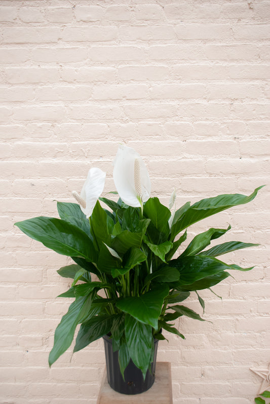Spathiphyllum 'Peace Lily'