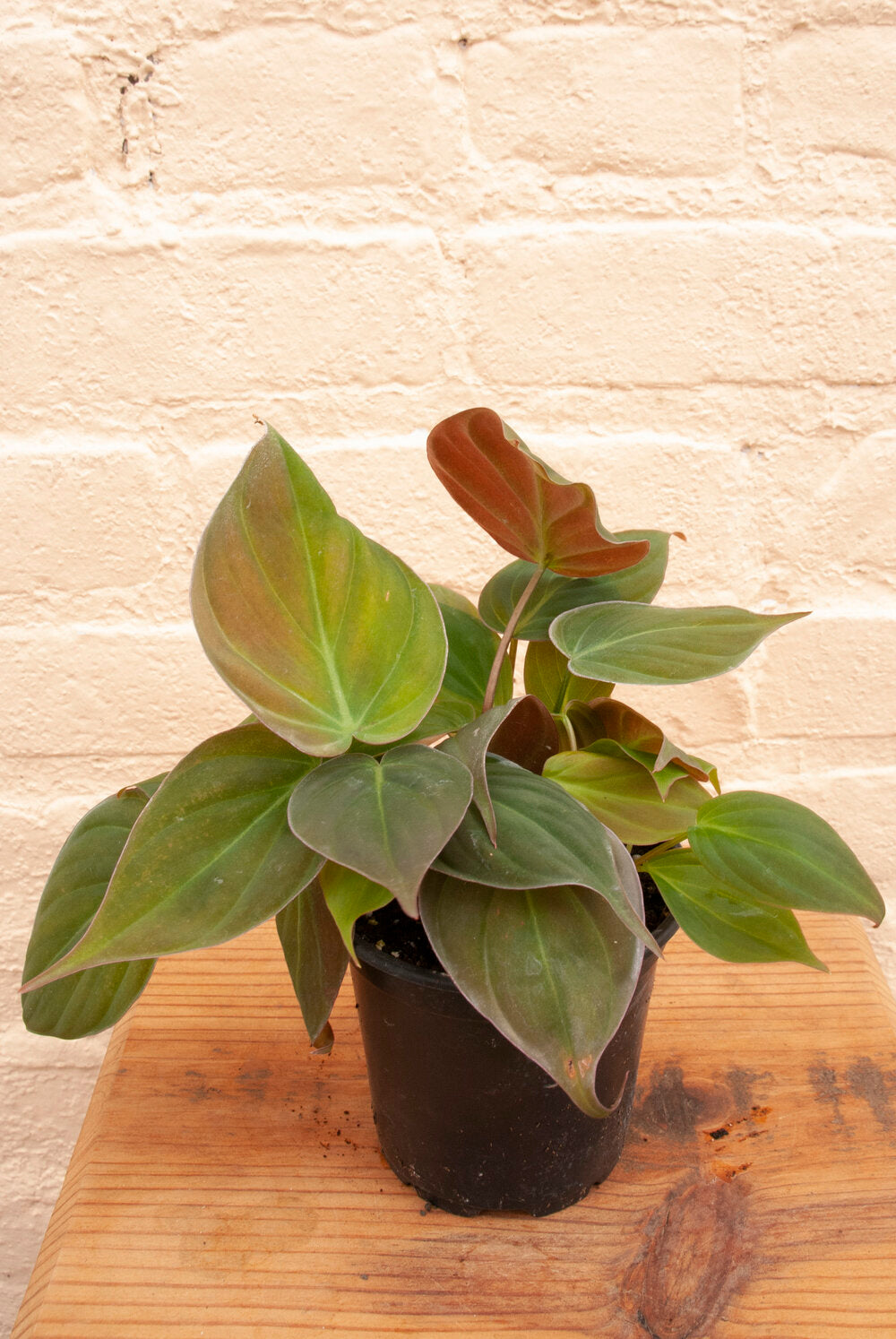 Philodendron Micans
