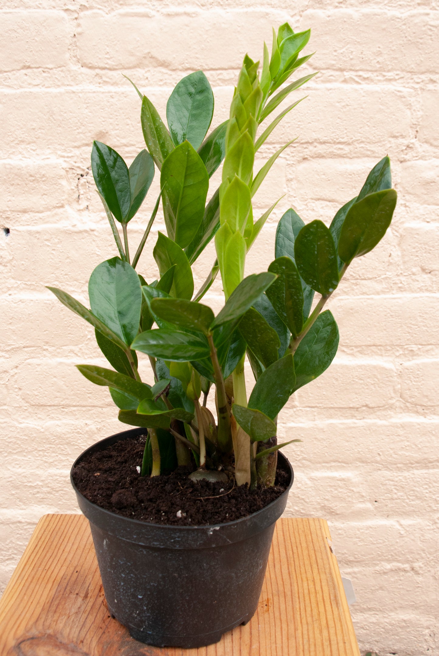Zamioculcas zamiifolia 'ZZ plant'