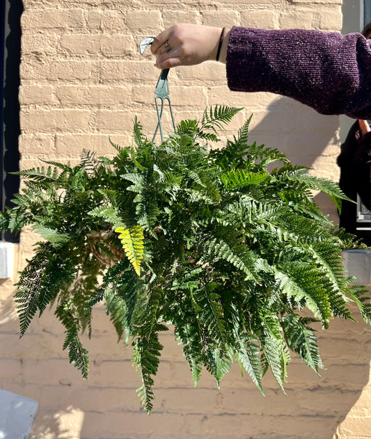 Davallia fejeensis 'Rabbit's Foot Fern'