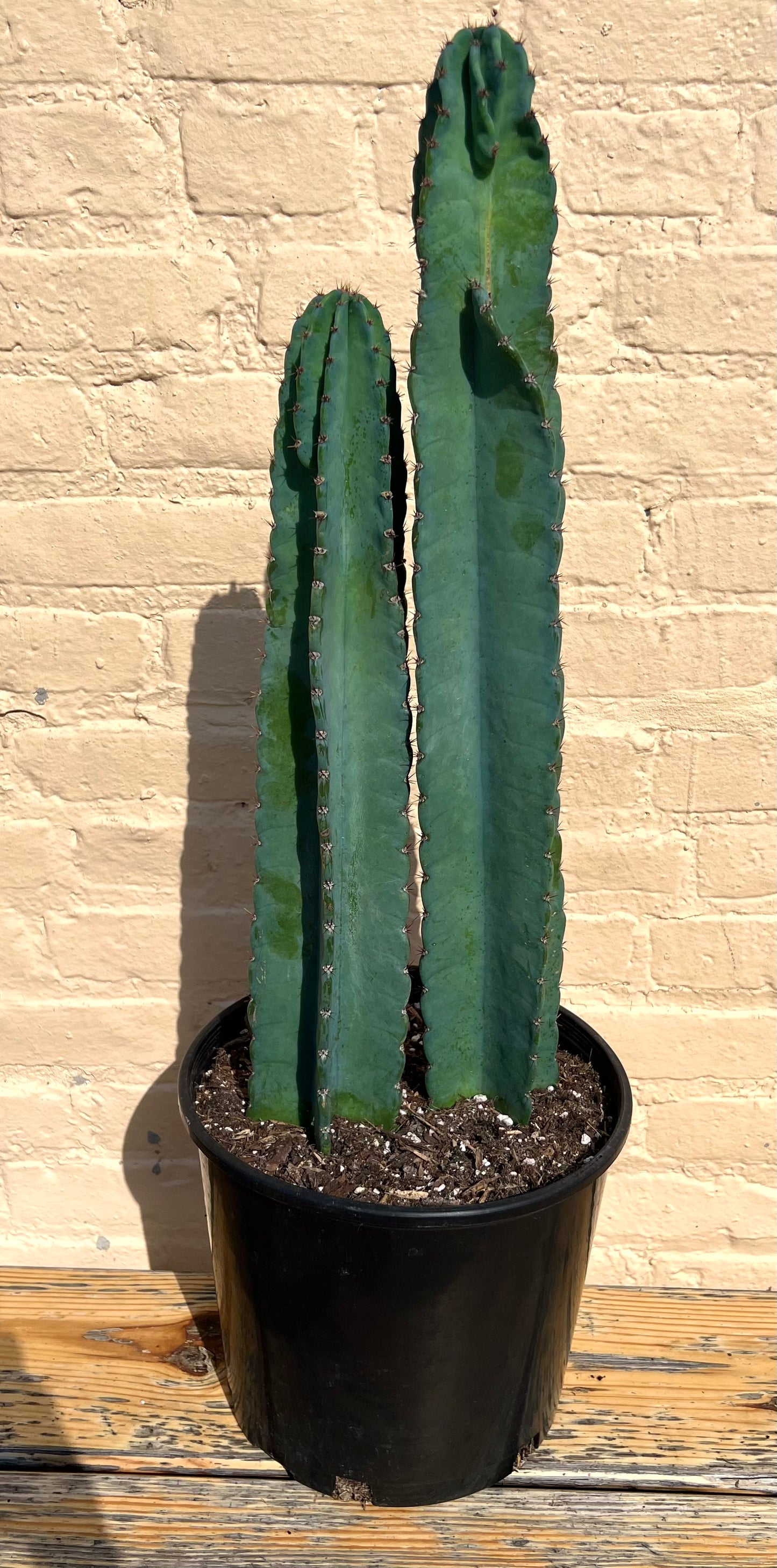 Cereus peruvianus