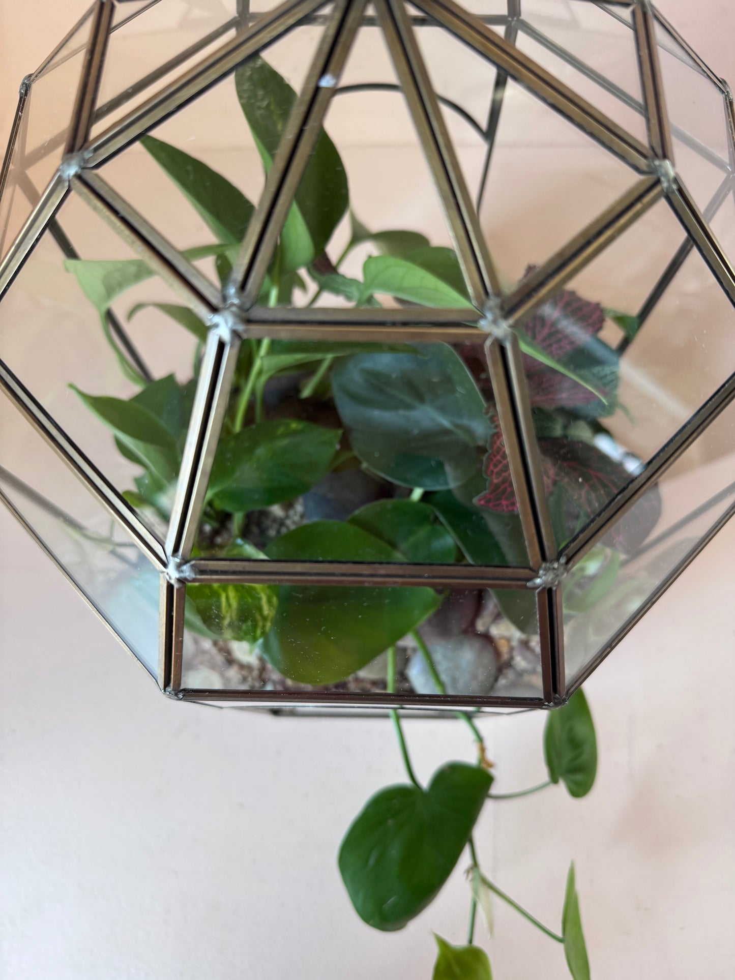Tropical Planted Solarium Glass Terrarium
